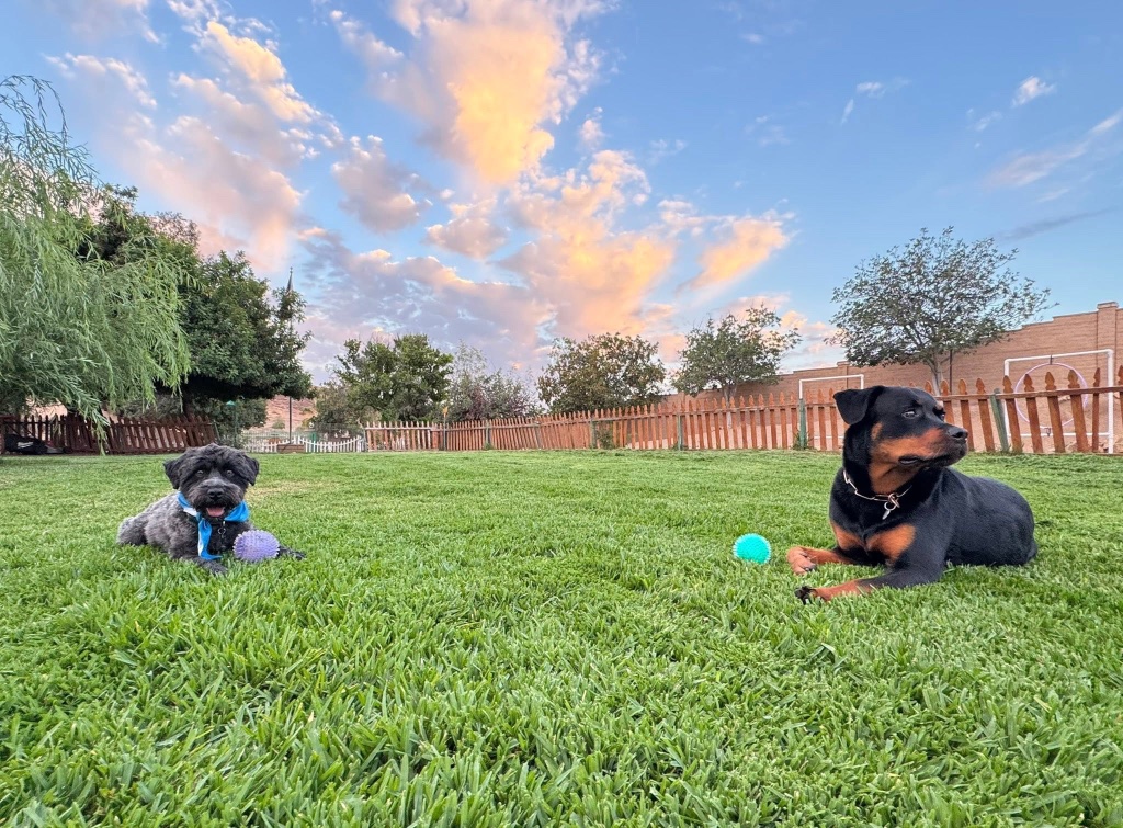 Two dogs resting together on a lawn at golden hour — a small terrier mix in a blue bandana and a Rottweiler with a teal ball.