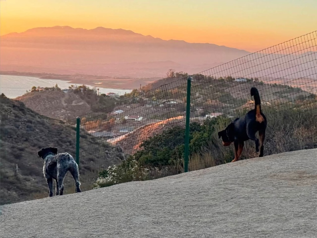 Two dogs on a hilltop path at first light, overlooking the Topline property in Southern California.