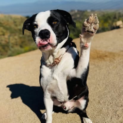 A dog sits outdoors on a sunny hillside, raising one paw as if waving hello.