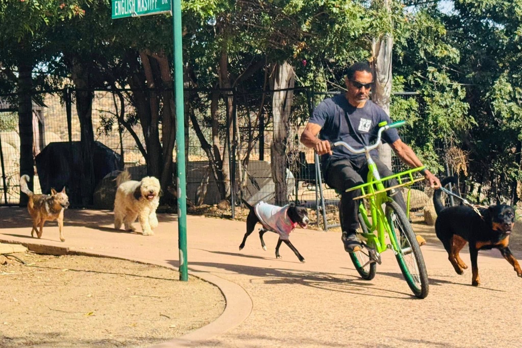 A man rides a lime-green bicycle along a sandy path, a Rottweiler running alongside on leash as other dogs wander ahead.
