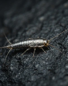 Silverfish