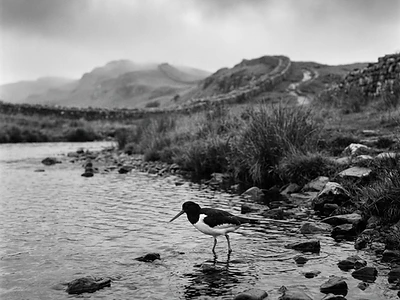 Oystercatcher
