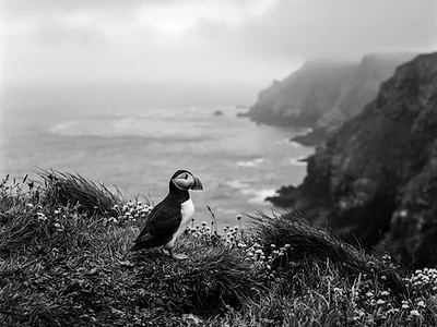 Puffin