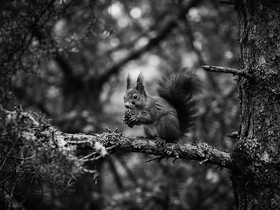 Red Squirrel