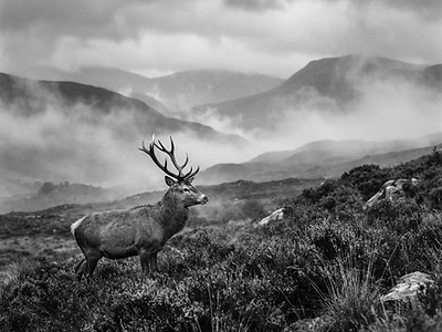 Red Deer