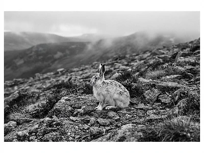 Mountain Hare