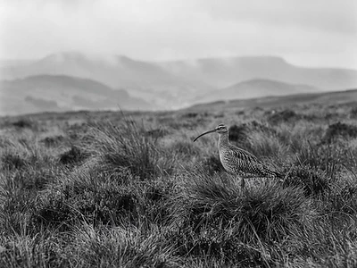 Curlew