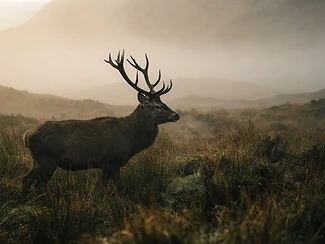 The Stag