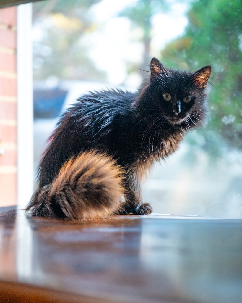 How to Transition Your Cat to New Food