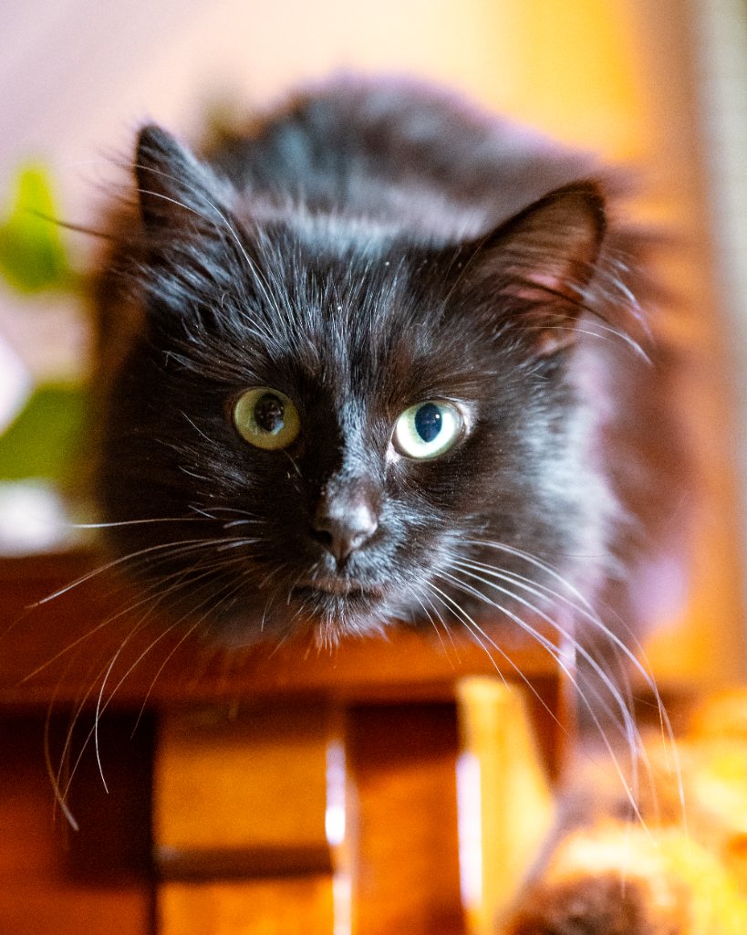 Raleigh, the cat behind Raleigh Reserve