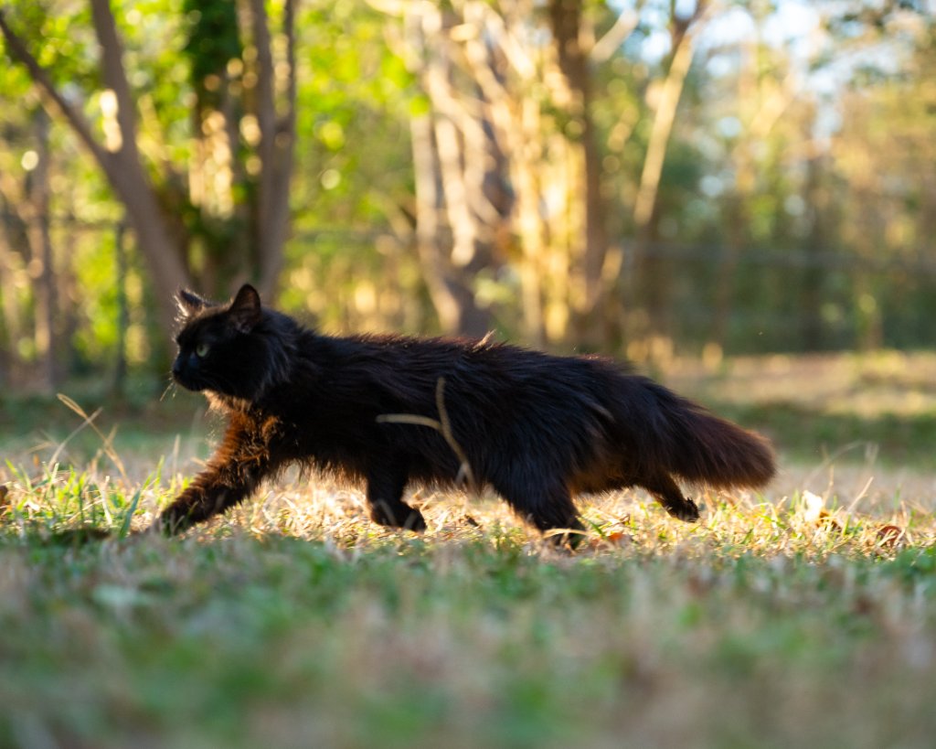 Raleigh the cat outdoors on grass