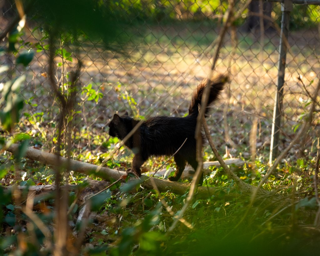 Raleigh the cat walking on a log
