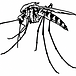 Mosquito Vector