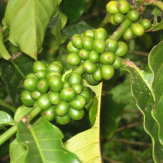 Robusta Coffee — CAMEROON