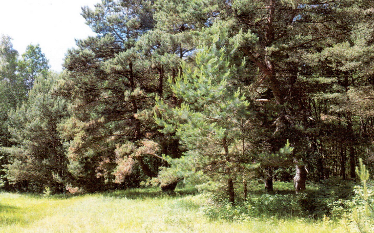 6,78 ha žemės sklypas su 175 m jūros riba 6
