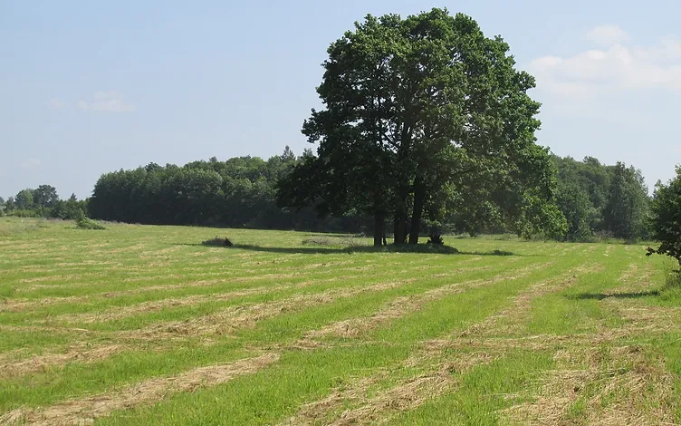 Zeme apbūvei (18, 9 ha) ar izeju pie jūras 16