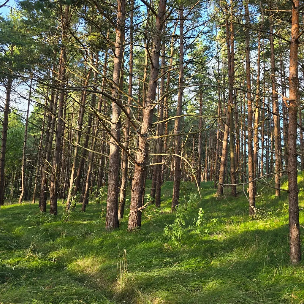 Žemė 1, 2535 ha ploto su 67,5 m jūros riba 4