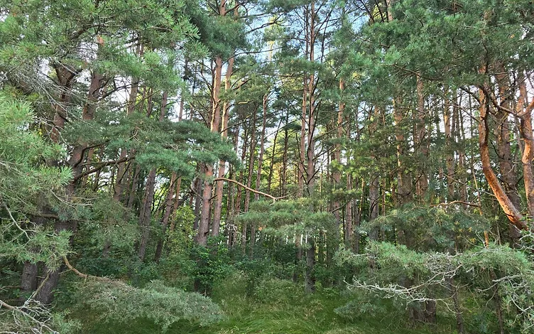 Zeme 1, 3646 ha platībā ar jūras robežu 64,5 m 5
