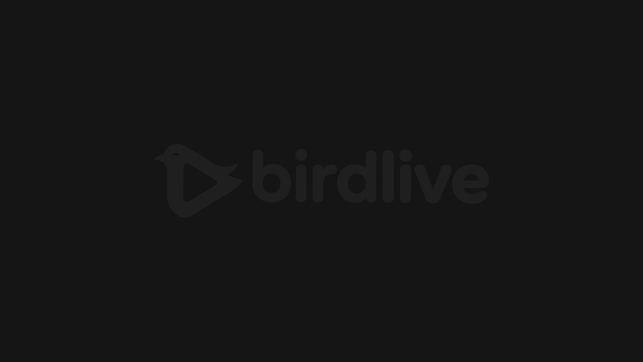 tvtvtv template preview