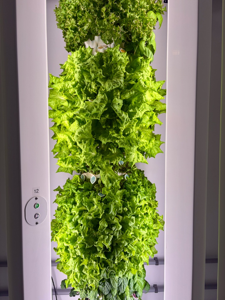 Mixed greens harvest