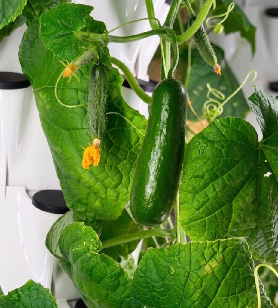 Lettuce & cucumber tower