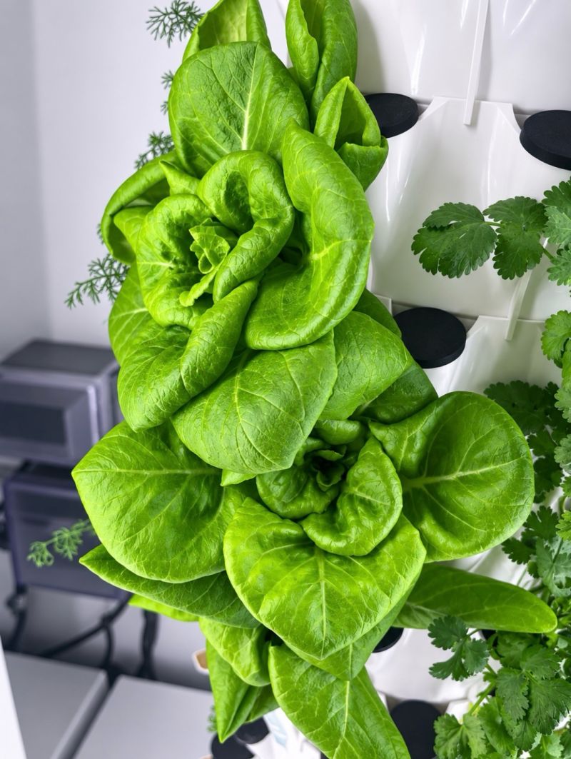 Butter lettuce and herbs growing in a hydroponic tower