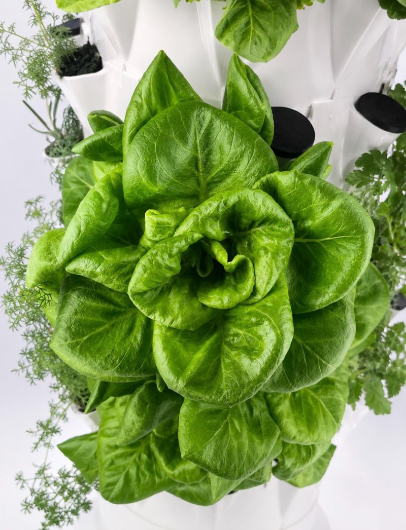 Head of butterhead lettuce growing in a vertical tower