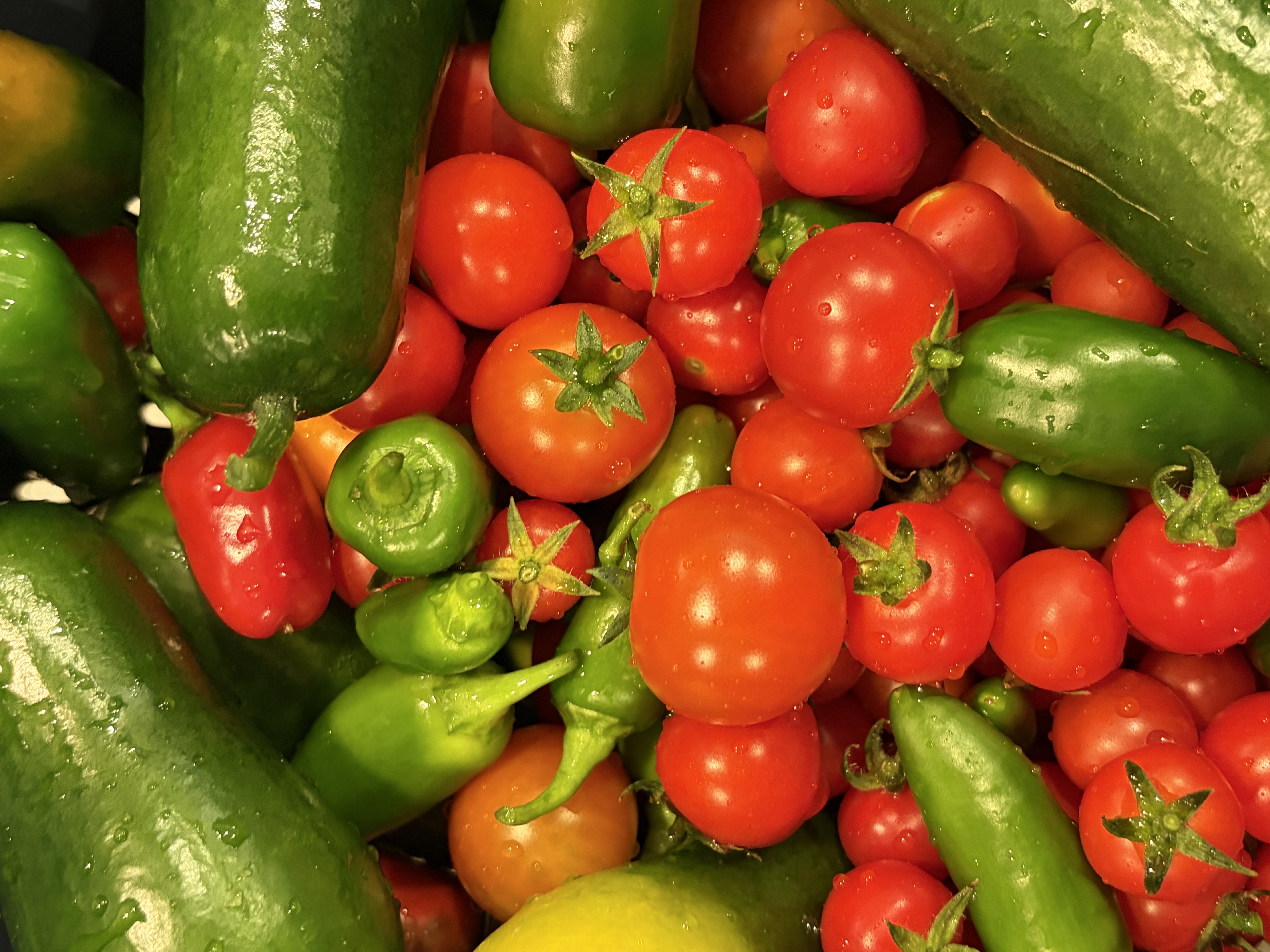 Fresh produce growing in the We Grow Aces hydroponic container farm, Evansville Indiana