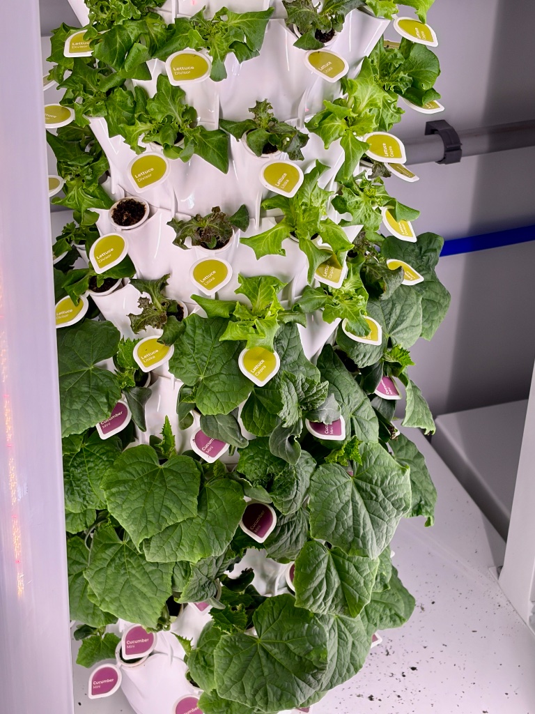 Lettuce harvest boxes