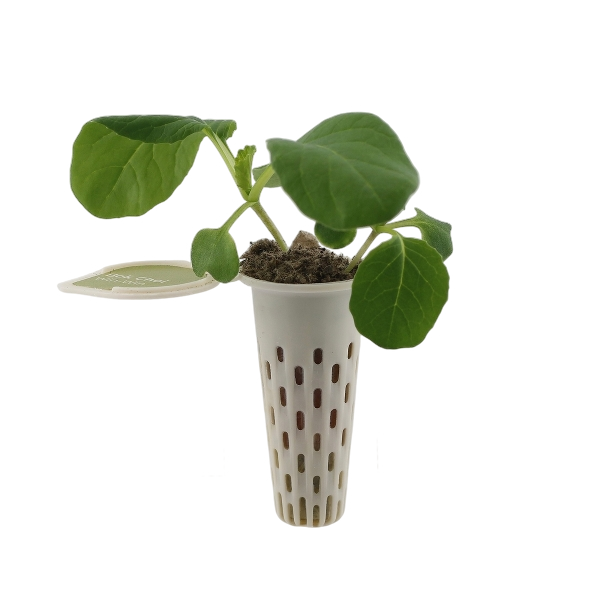 Bok Choy