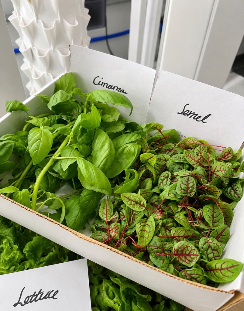 Sorrel close-up