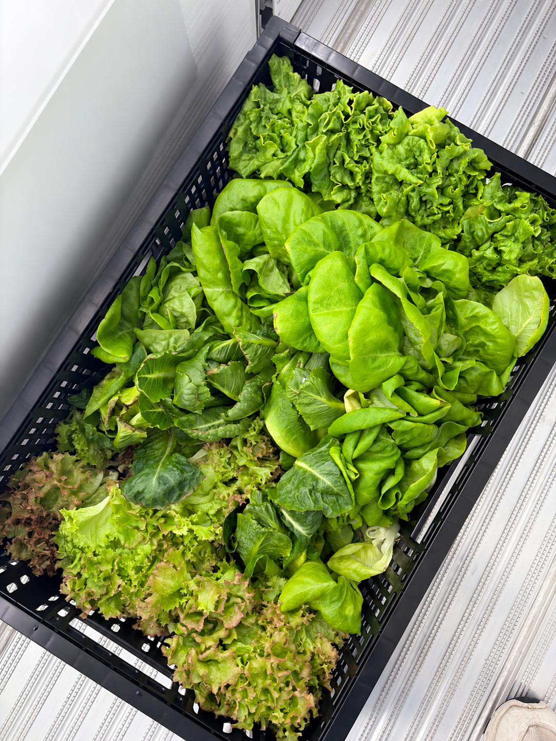 Crate of freshly harvested lettuce