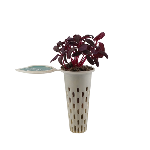 Amaranth