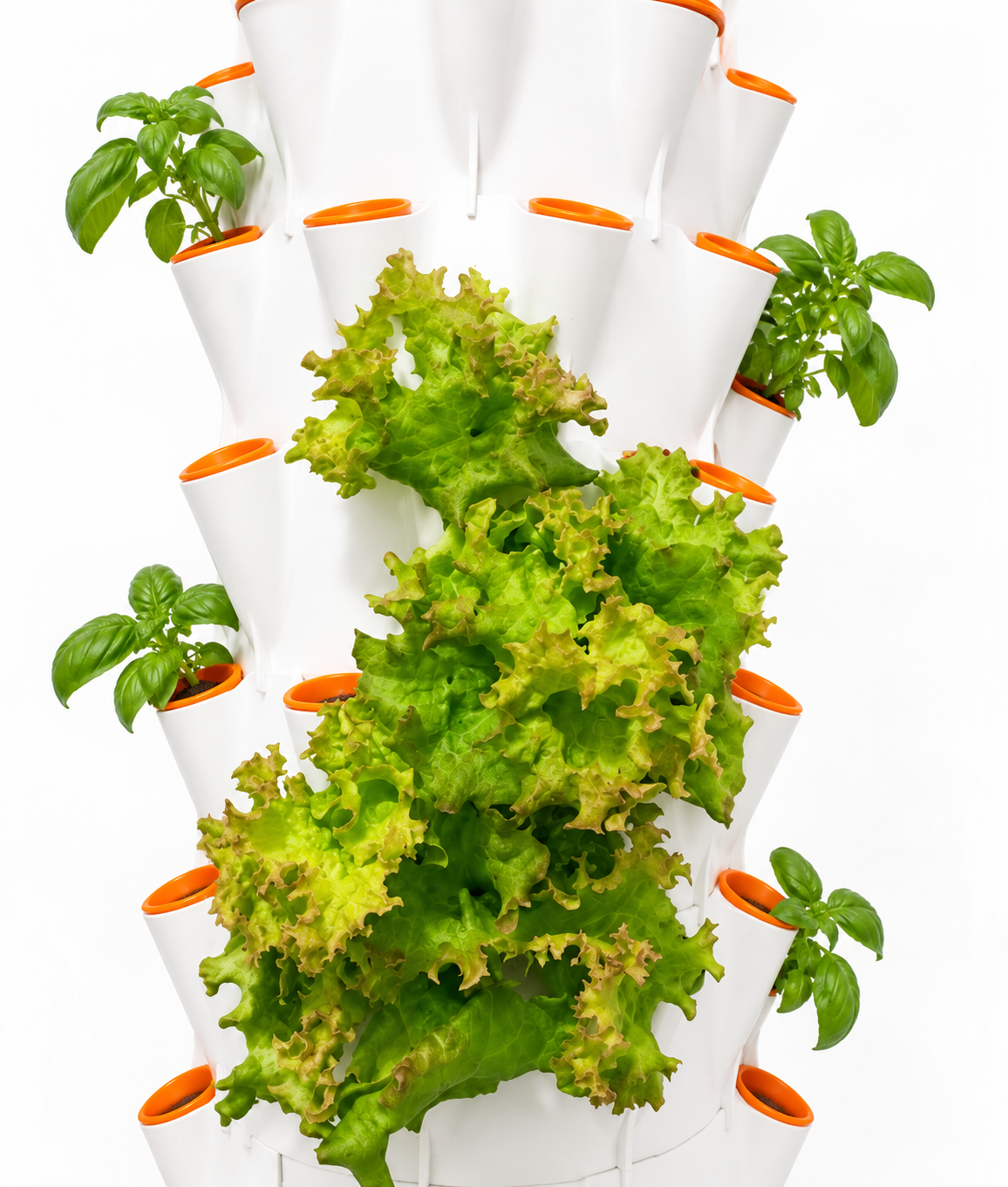 Lettuce and basil growing in a white hydroponic tower