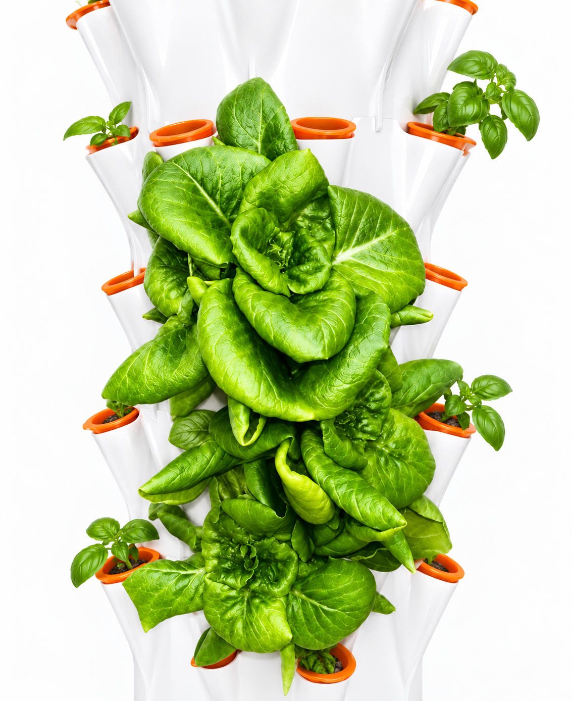 Romaine lettuce and basil growing on a hydroponic tower