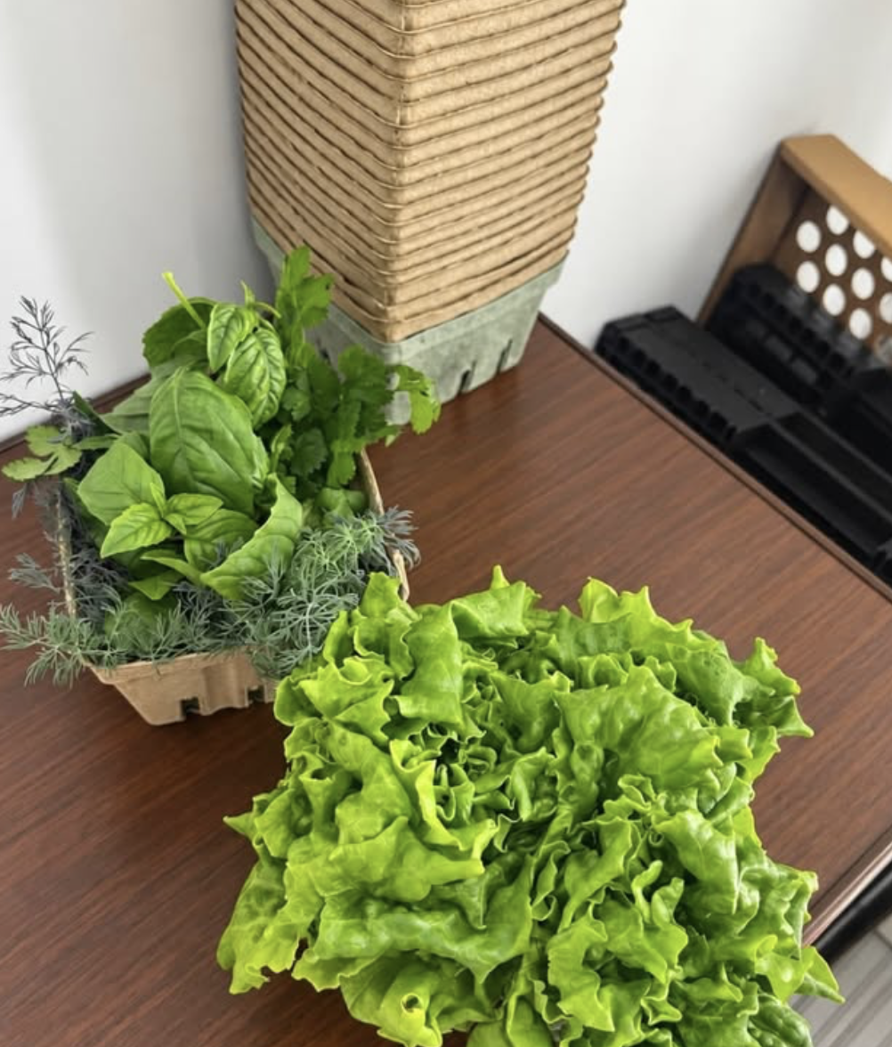 Two cartons of fresh basil, dill, and lettuce on a wooden table