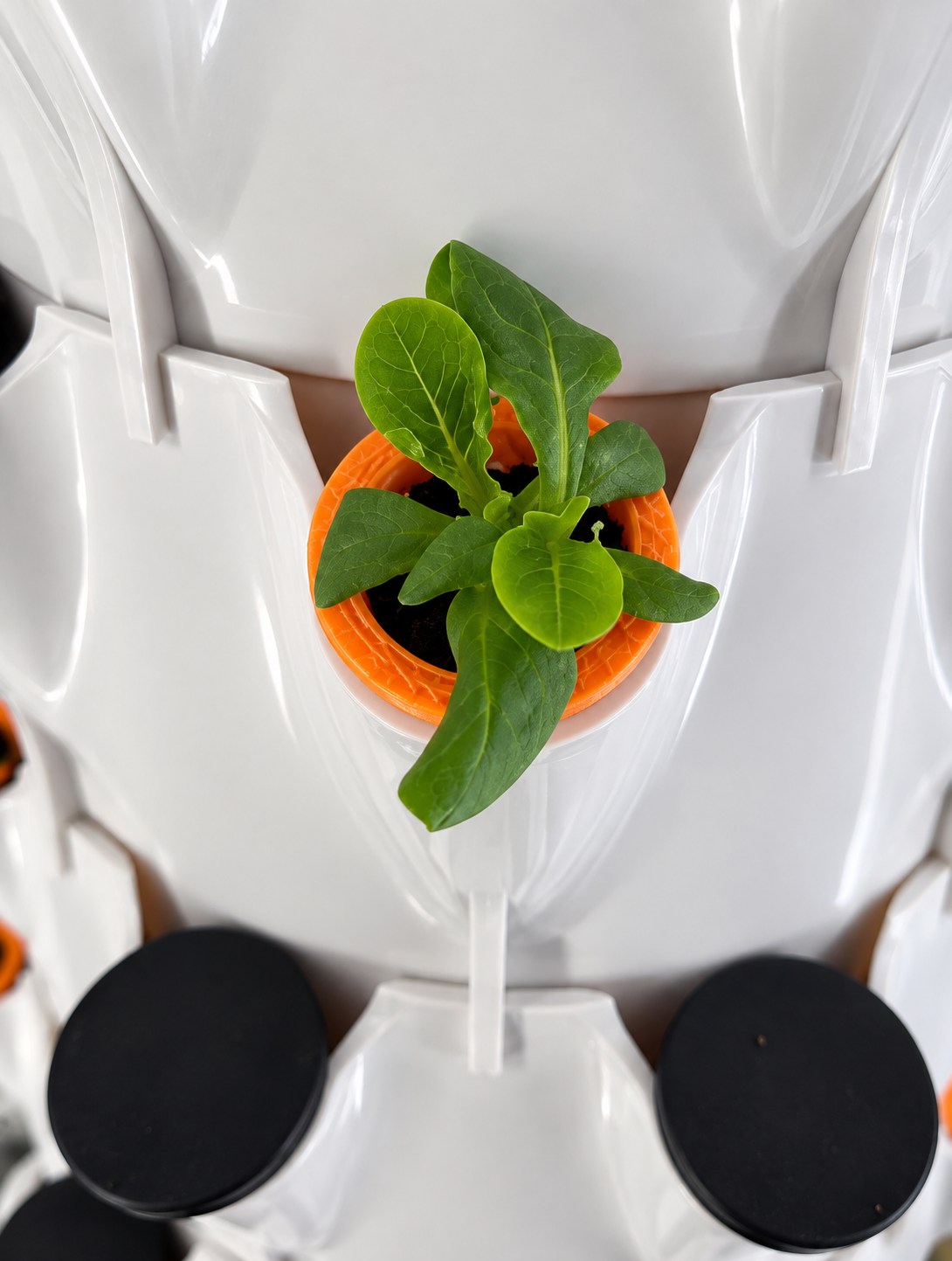 Young plant growing in an orange grow port on a white hydroponic tower