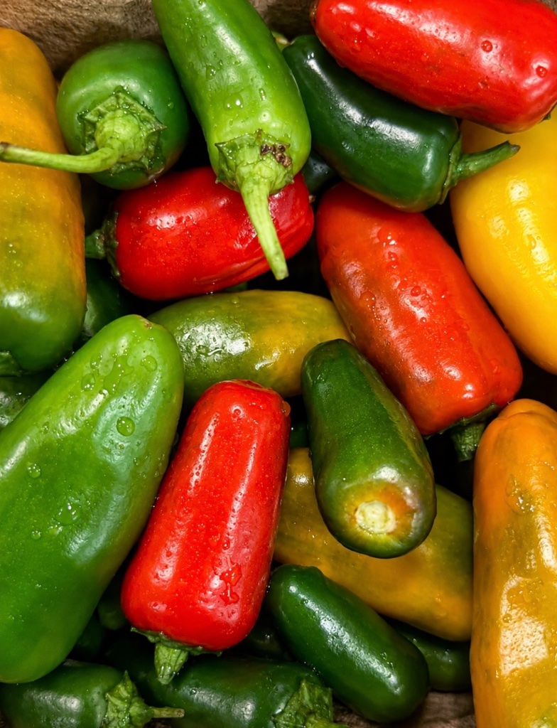 Freshly harvested colorful peppers in a basket