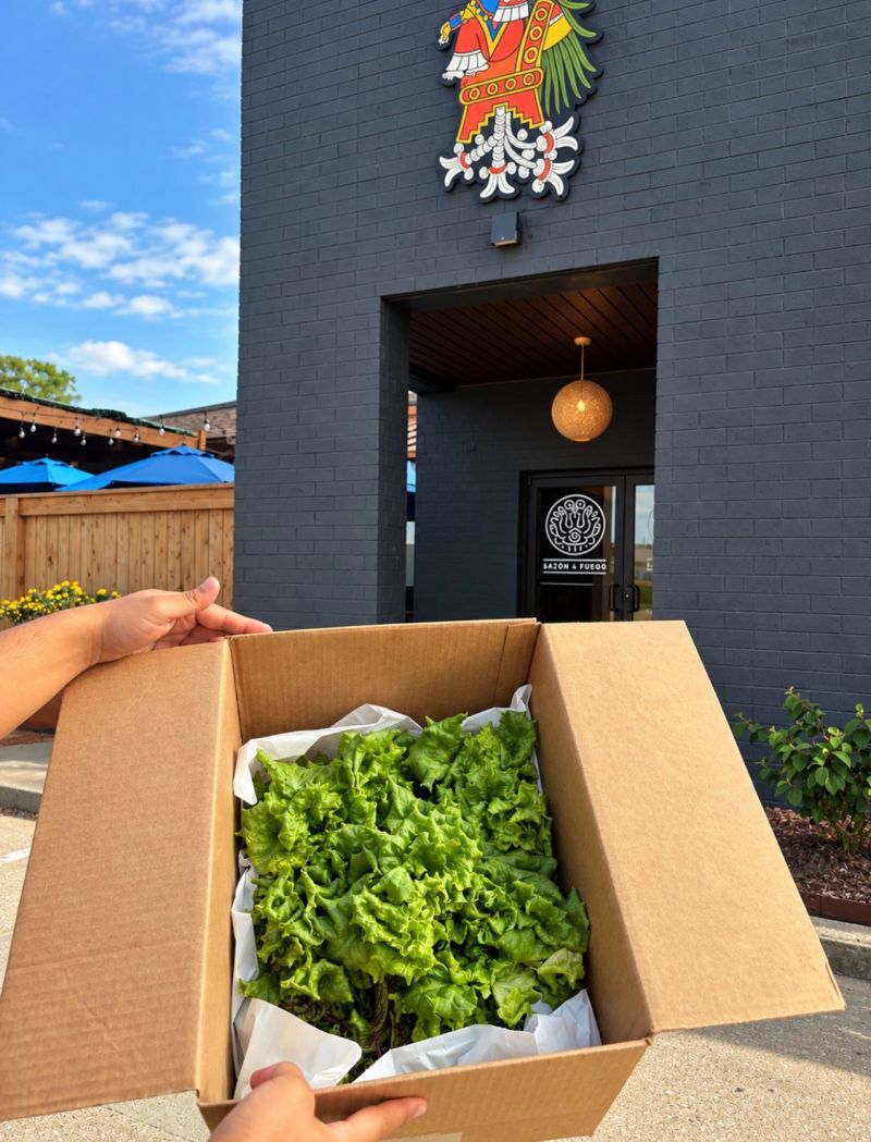 Fresh lettuce harvested in a box delivered to a local restaurant