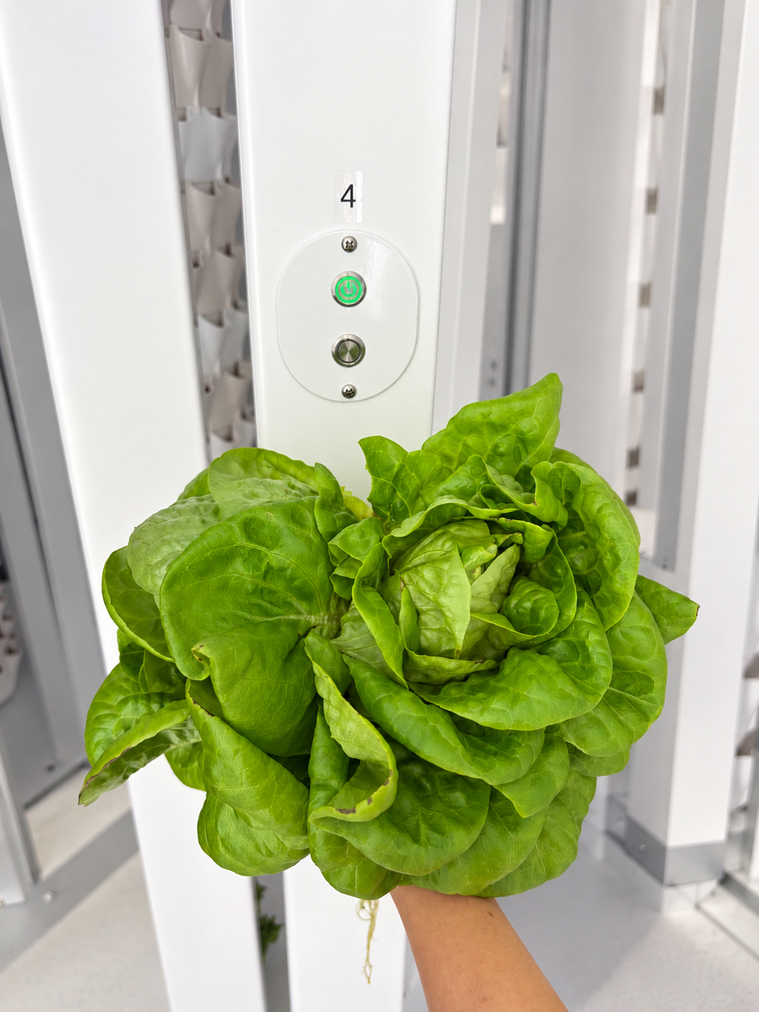 Hand holding a head of butter lettuce beside a hydroponic tower