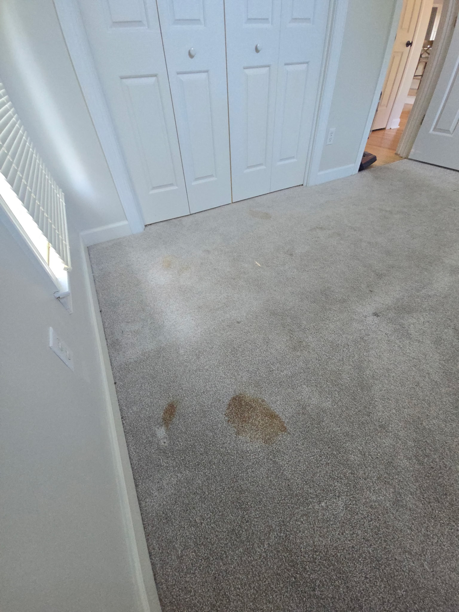 Before — Living Room Carpet — Stain Removal