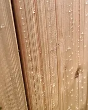 Pressure treated wood detail