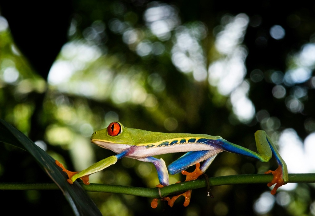 Costa Rica wildlife