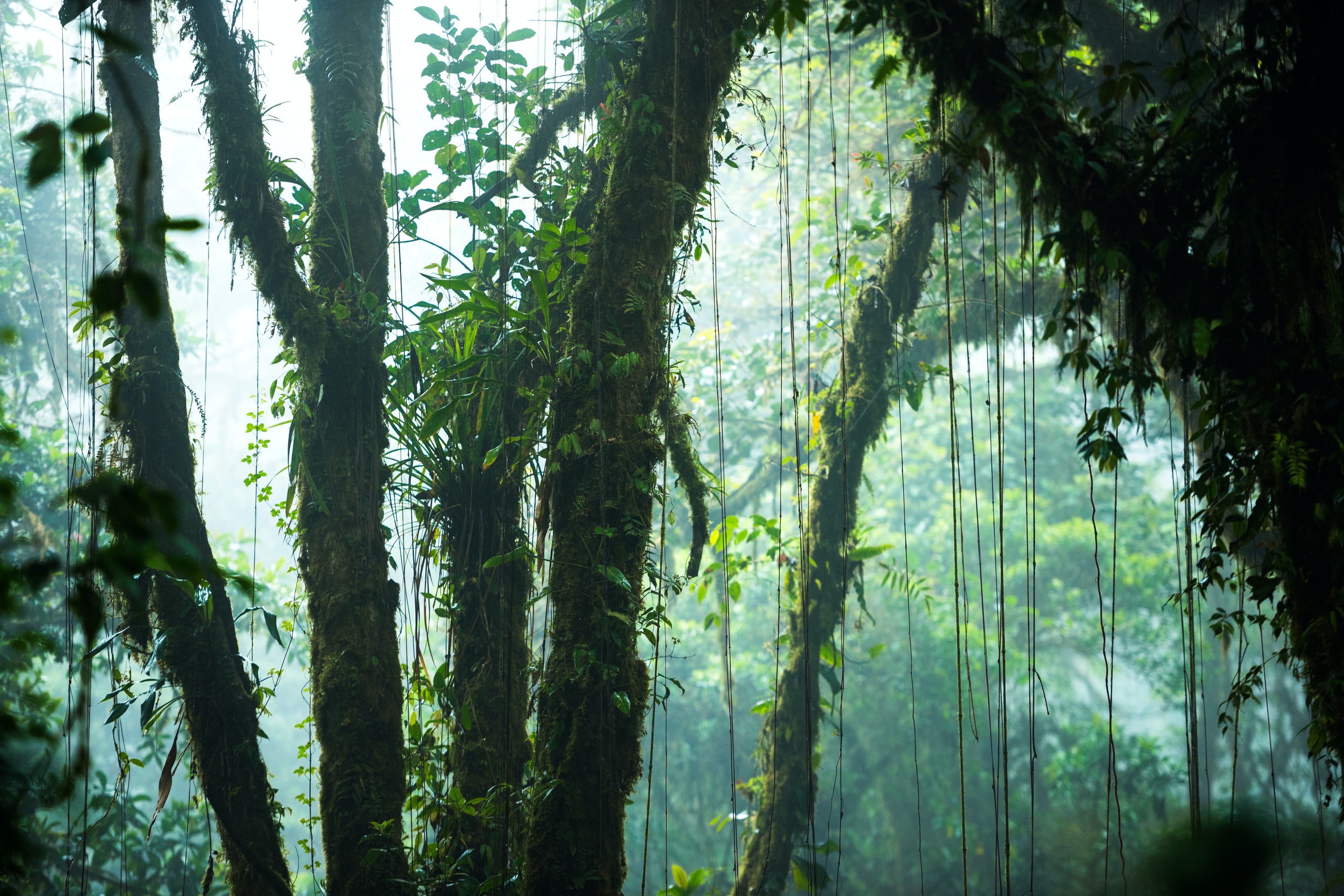 Costa Rica cloud forest
