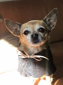 Reference photo of Duddy Doo
