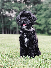 Reference photo of Archie