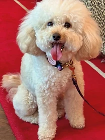 Reference photo of Franklyn