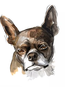Custom hand drawn pet portrait of Vita by Ruben Baghdasaryan
