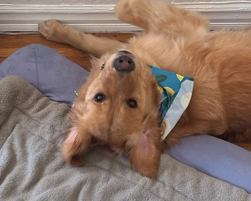 Pet Portrait Gift Ideas for Every Occasion