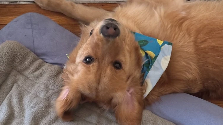 Pet Portrait Gift Ideas for Every Occasion